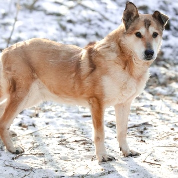 Собаки в добрые руки - Ариш - 3