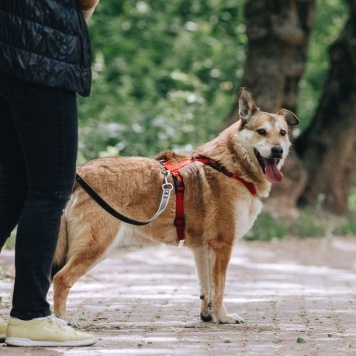 Собаки в добрые руки - Ариш - 4