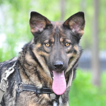 Собаки в добрые руки - Одри