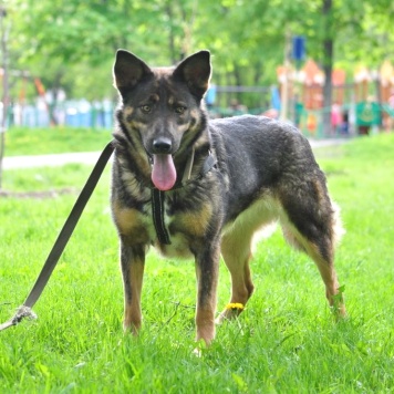 Собаки в добрые руки - Одри - 1