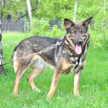 Собаки в добрые руки - Одри - 2