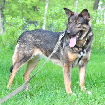 Собаки в добрые руки - Одри - 3