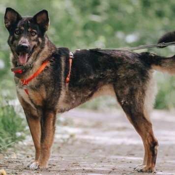 Собаки в добрые руки - Одри - 4