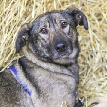 Собаки в добрые руки - Мёрфи