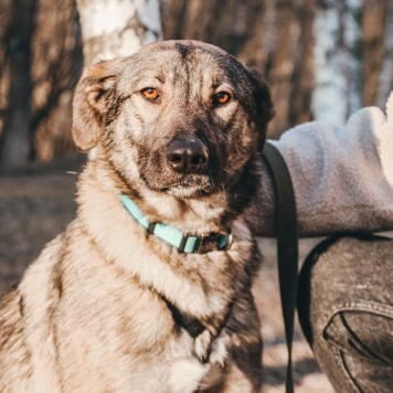 Собаки в добрые руки - Мёрфи - 1
