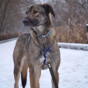 Собаки в добрые руки - Мёрфи - 4