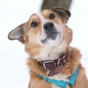 Собаки в добрые руки - Фокс