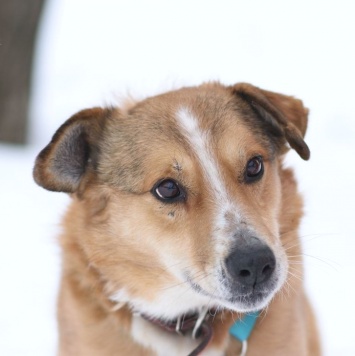 Собаки в добрые руки - Фокс - 1