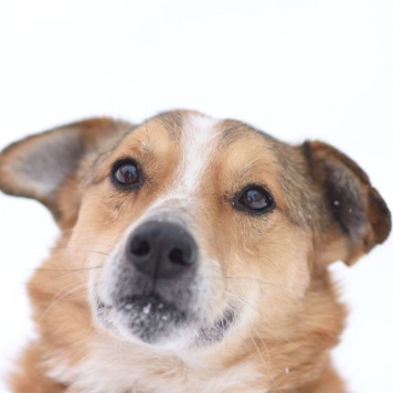 Собаки в добрые руки - Фокс - 2