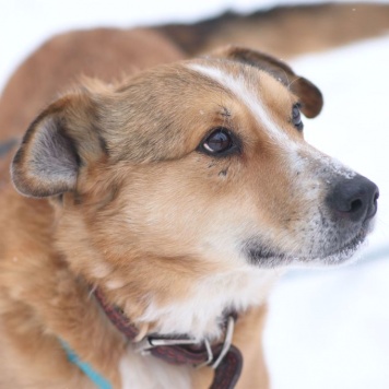 Собаки в добрые руки - Фокс - 4