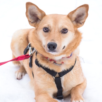 Собаки в добрые руки - Лейсан