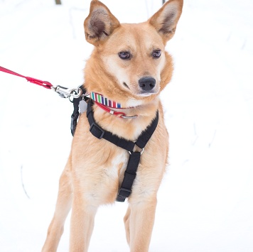 Собаки в добрые руки - Лейсан - 1