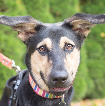 Муха - Собаки в добрые руки