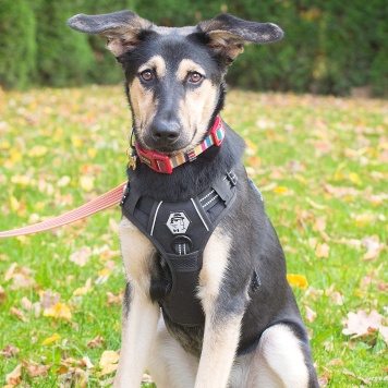 Собаки в добрые руки - Муха - 1