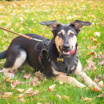Собаки в добрые руки - Муха - 2