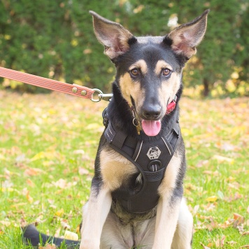 Собаки в добрые руки - Муха - 3