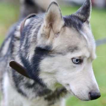 Собаки в добрые руки - Акира