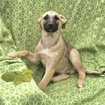 Амир - Собаки в добрые руки