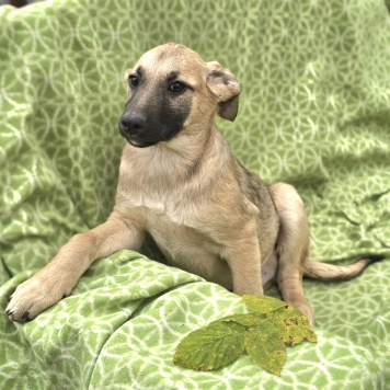 Собаки в добрые руки - Амир - 1