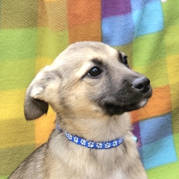 Собаки в добрые руки - Амир - 2