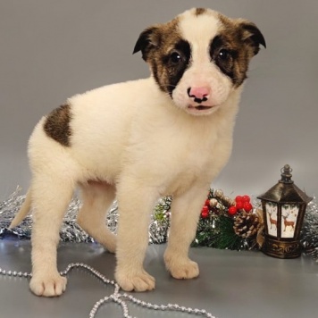 Собаки в добрые руки - Пинк