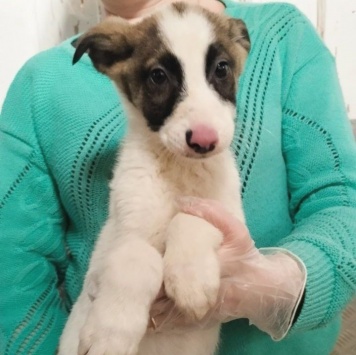 Пинк - Собаки в добрые руки