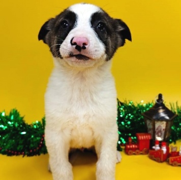 Собаки в добрые руки - Пинк - 1