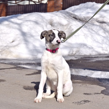 Собаки в добрые руки - Гуччи - 1