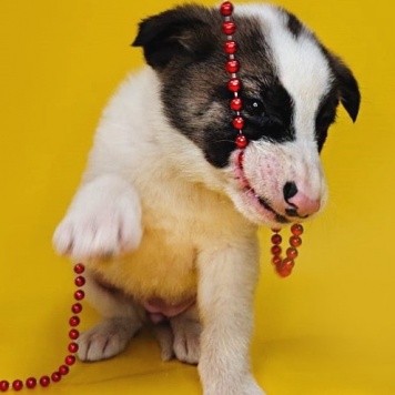 Собаки в добрые руки - Пинк - 2