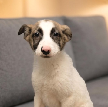 Собаки в добрые руки - Пинк - 2