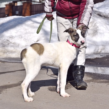 Собаки в добрые руки - Гуччи - 2