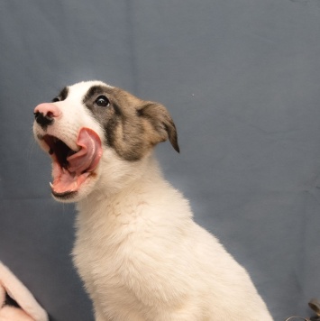 Собаки в добрые руки - Пинк - 3