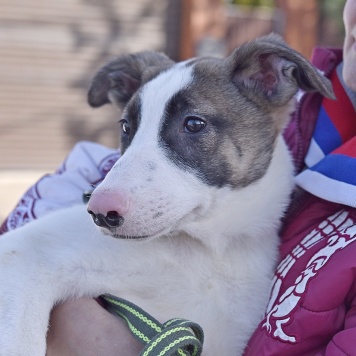 Собаки в добрые руки - Гуччи - 3