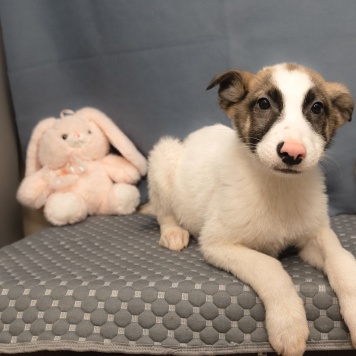 Собаки в добрые руки - Пинк - 4