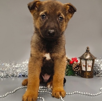 Джой - Собаки в добрые руки