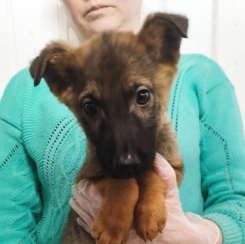 Джой - Собаки в добрые руки