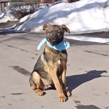 Джой - Собаки в добрые руки