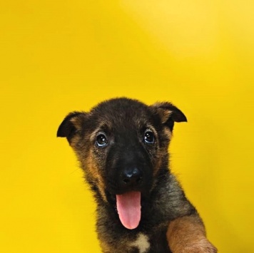 Собаки в добрые руки - Джой - 1