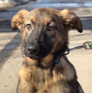 Джой - Собаки в добрые руки