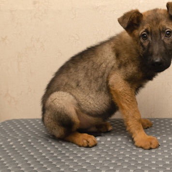 Собаки в добрые руки - Джой - 2