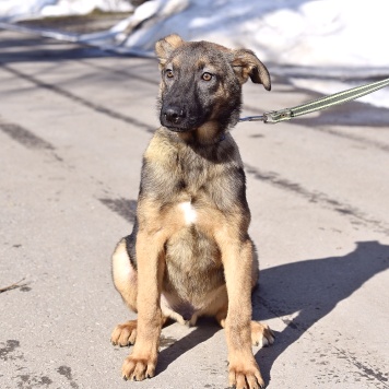 Собаки в добрые руки - Джой - 3
