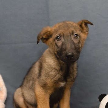 Собаки в добрые руки - Джой - 3