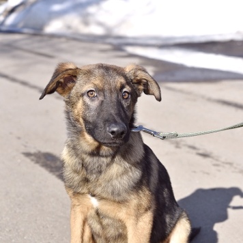 Собаки в добрые руки - Джой - 4