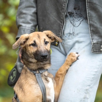 Собаки в добрые руки - Джули