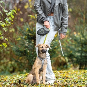 Собаки в добрые руки - Джули - 2