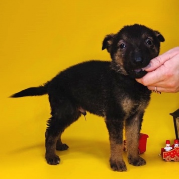 Марсик - Собаки в добрые руки