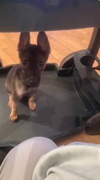 Марсик - Собаки в добрые руки