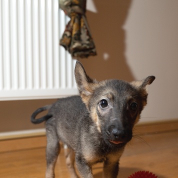 Марсик - Собаки в добрые руки