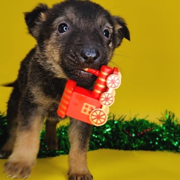 Собаки в добрые руки - Марсик - 1