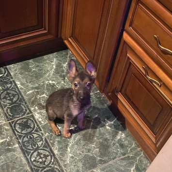 Собаки в добрые руки - Марсик - 1